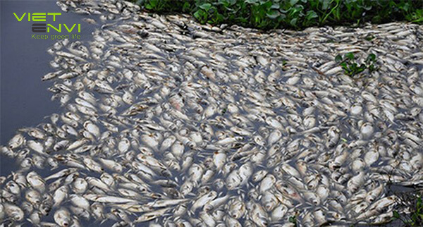 cá chết hàng loạt do hâu quả ô nhiễm nước thải