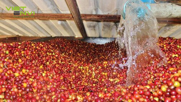 Nước thải chế biến cà phê