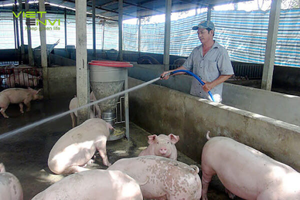 Hệ thống xử lý nước thải chăn nuôi heo