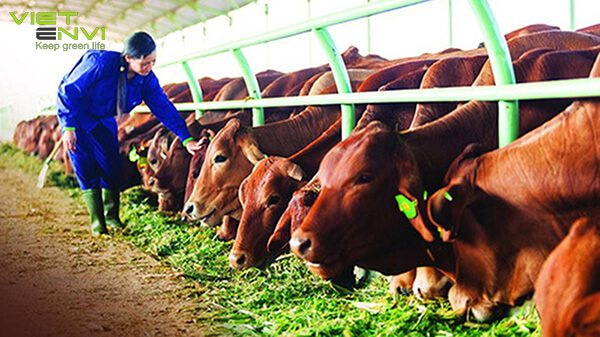 Hệ thống xử lý nước thải chăn nuôi