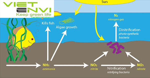 Xử lý nito trong nước thải