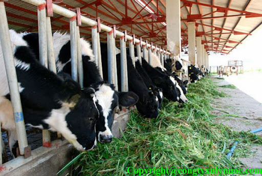 Dự án xử lý nước thải